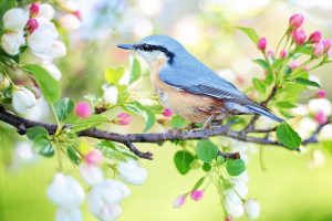8 razloga da se veselite proljeću