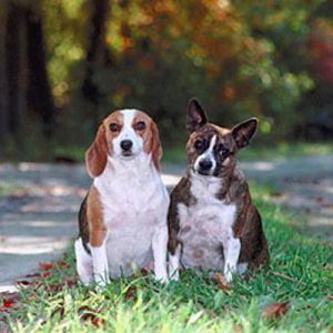 Što DA, a što NE s psom u parku