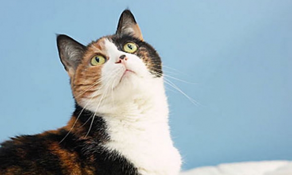 Što znači sanjati MAČKU