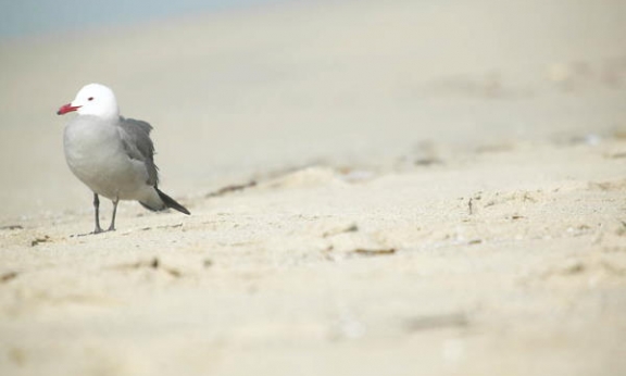 Što znači sanjati PIJESAK