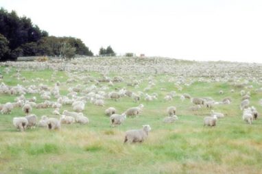 Pomaže li brojati ovce da brže zaspimo