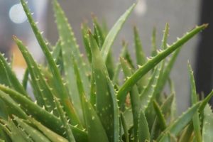Aloe vera za mršavljenje - 5 odličnih recepata, te kada i kako piti aloe veru