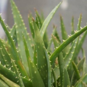 Aloe vera za mršavljenje - 5 odličnih recepata te kada i kako piti aloe veru