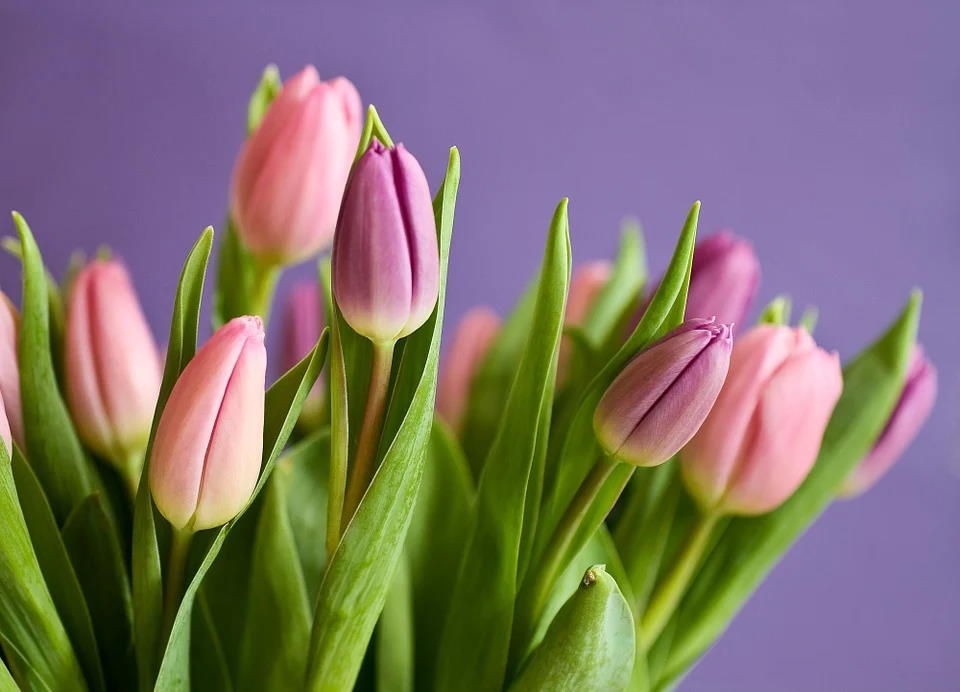 Simbolika tulipana