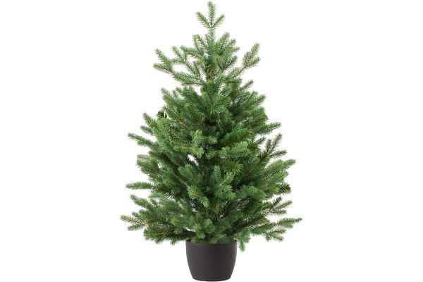 BOR U TEGLI – Kako da živo božićno drvce što duže preživi u tegli