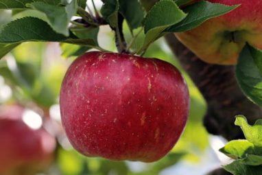 Jabuke za mršavljenje - kada i koliko jabuka?
