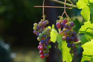 GROŽĐE – Koliko ima kalorija? Da li grožđe deblja?