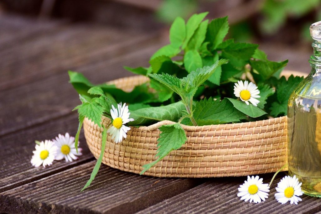 Kada piti čaj od koprive