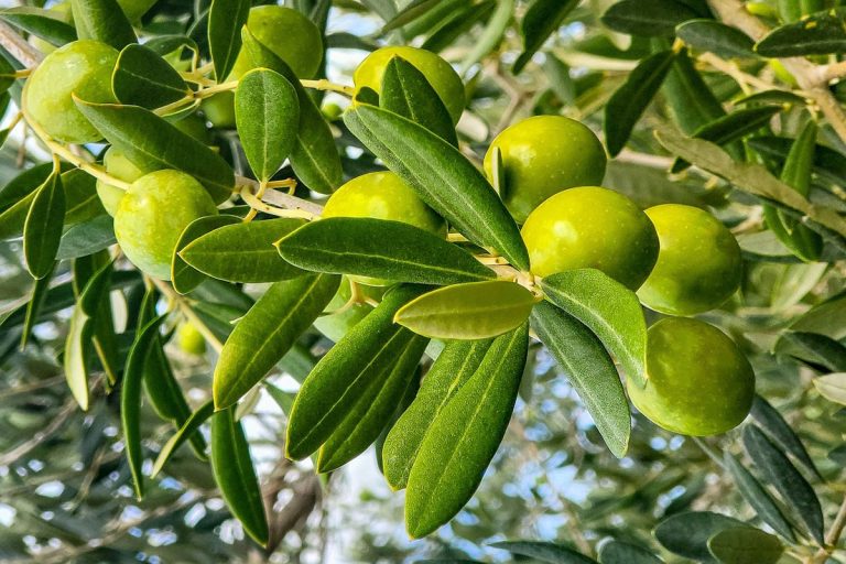 Kako napraviti čaj od maslinovog lista