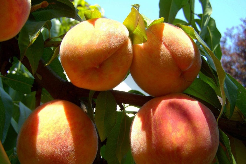 Breskva nutritivna vrijednost