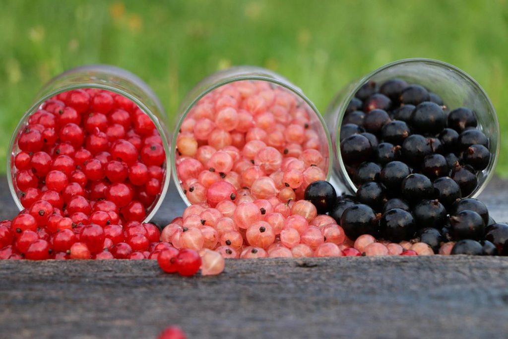 Crni ribizl kalorije i nutritivna vrijednost