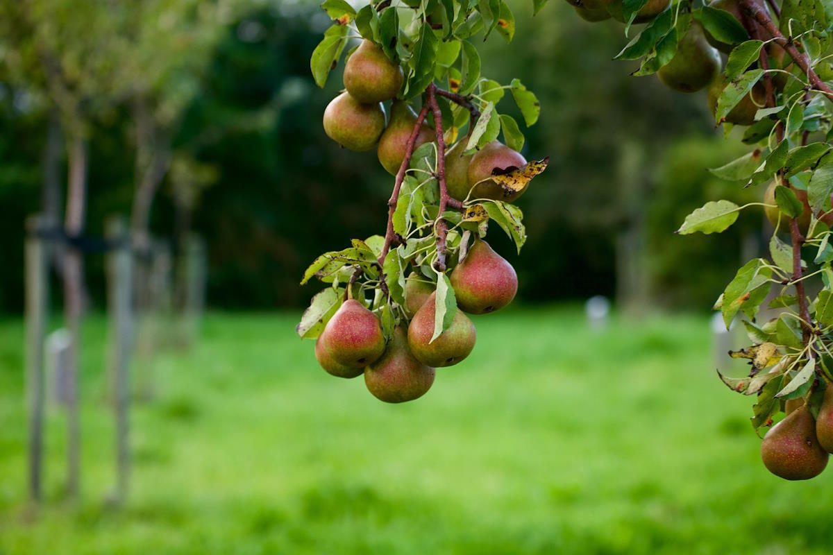 Kruška nutritivna vrijednost