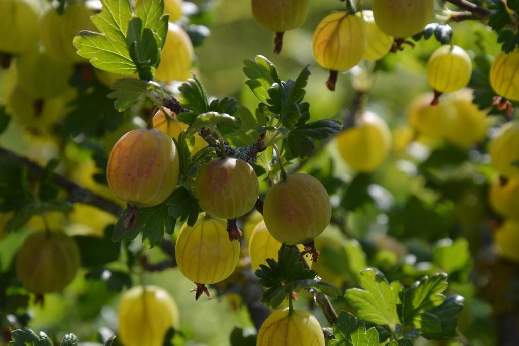 Ogrozd kalorije i nutritivna vrijednost