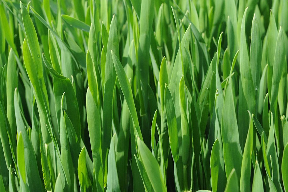 Što s pšenicom nakon božićnog vremena?